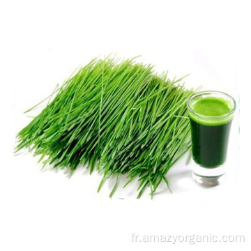 Poudre de jus d&#39;herbe de blé biologique